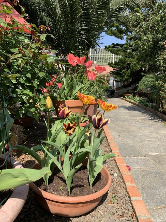 Resort Villa Rosa Maria 사보나 외부 사진
